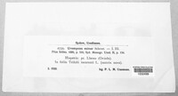 Uromyces minor image